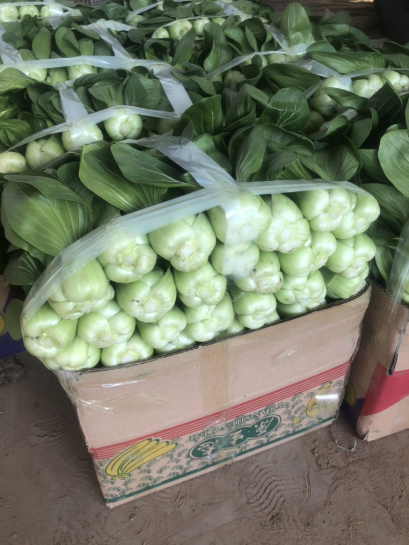 精品菠菜大量上市，价格持续回落