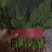 精品菠菜大量上市，价格持续回落