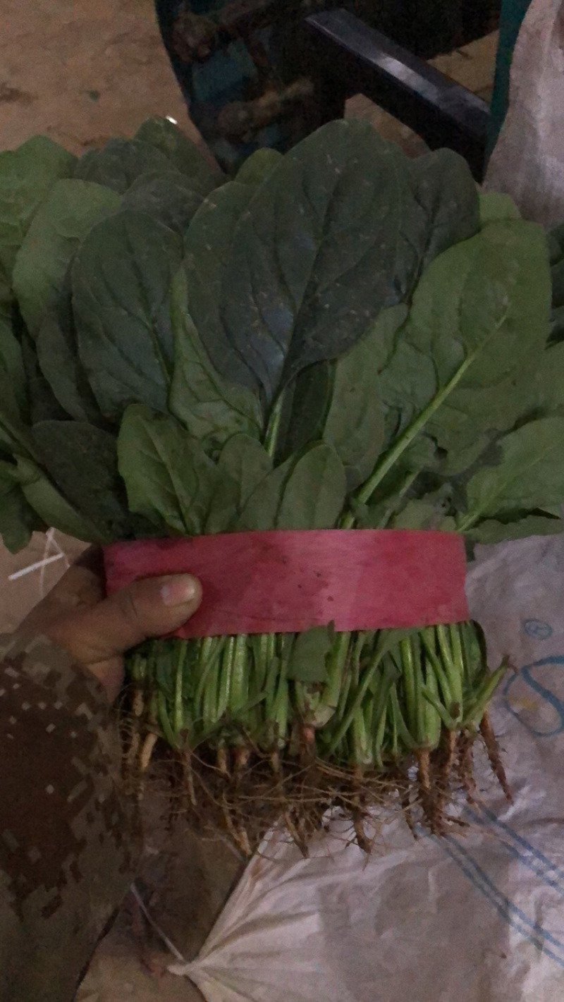 精品菠菜大量上市，价格持续回落