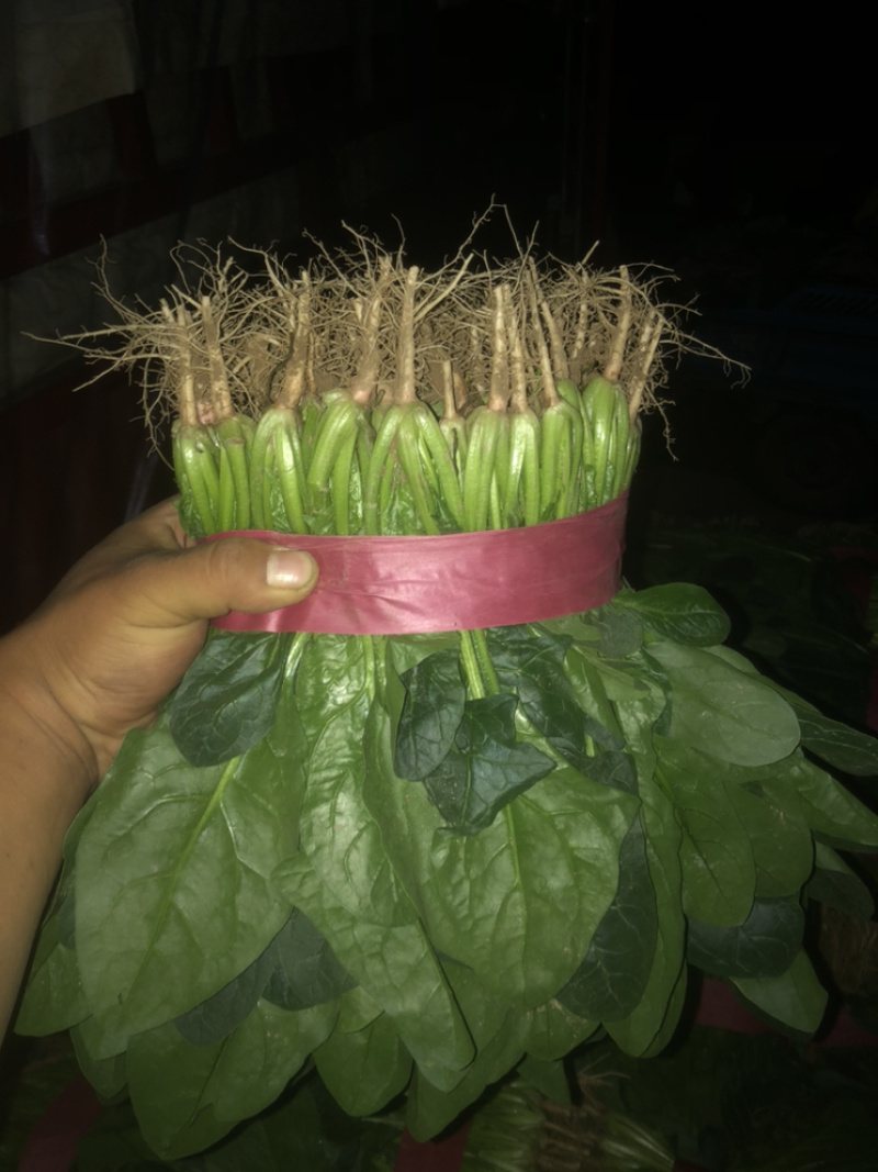 精品菠菜大量上市，价格持续回落