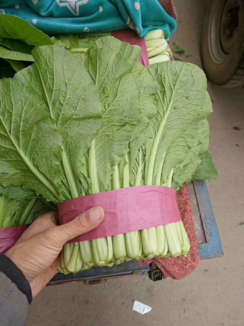 精品菠菜大量上市，价格持续回落