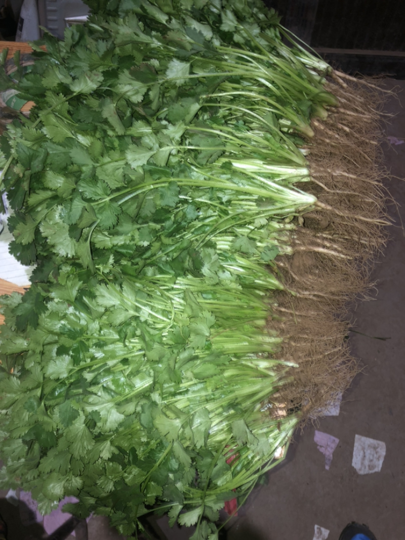 精品菠菜大量上市，价格持续回落