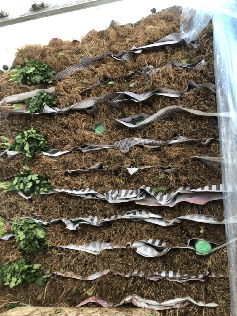 精品菠菜大量上市，价格持续回落