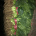 精品菠菜大量上市，价格持续回落
