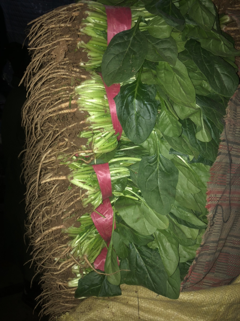 精品菠菜大量上市，价格持续回落