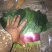 精品菠菜大量上市，价格持续回落