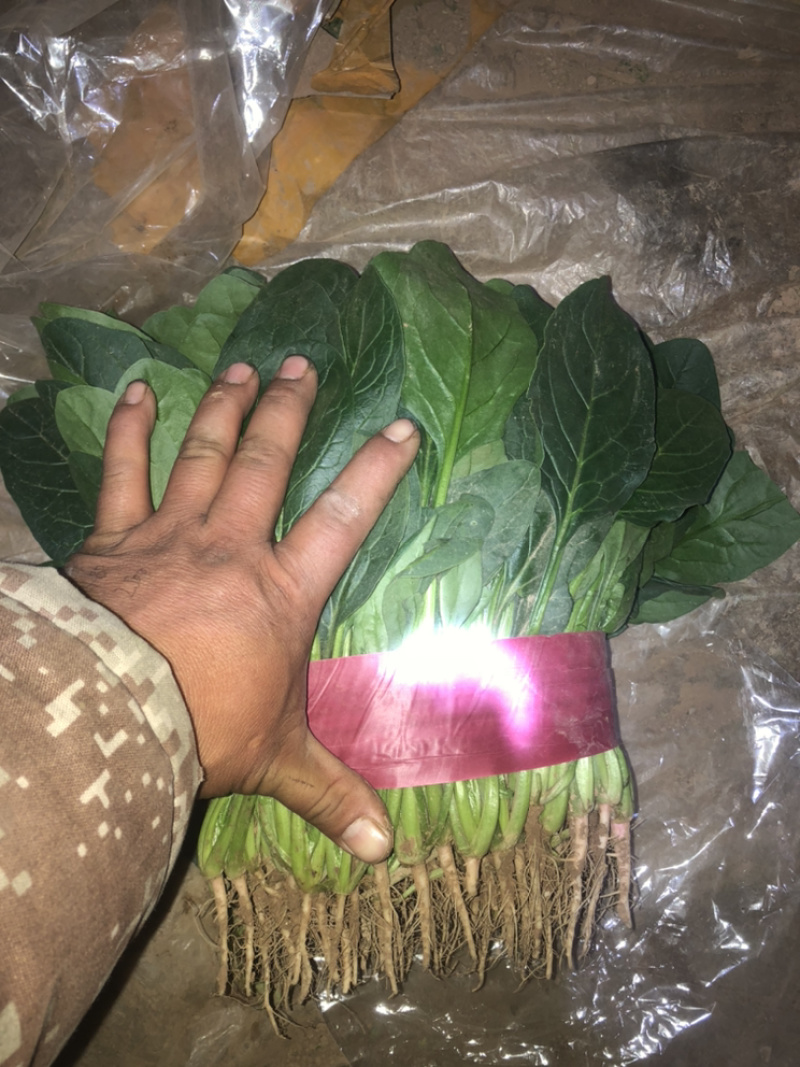 精品菠菜大量上市，价格持续回落