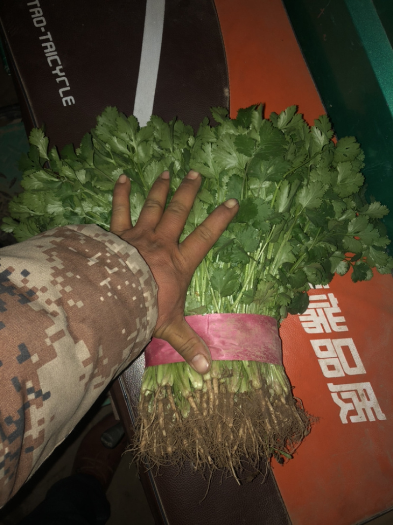 精品菠菜大量上市，价格持续回落