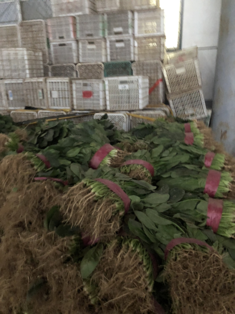 精品菠菜大量上市，价格持续回落