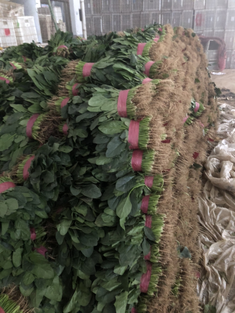 精品菠菜大量上市，价格持续回落