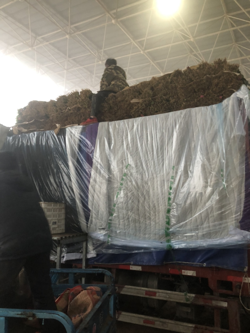 精品菠菜大量上市，价格持续回落