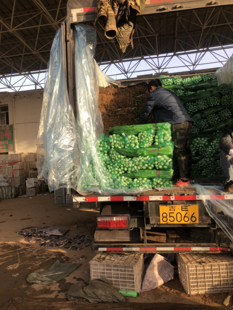 精品菠菜大量上市，价格持续回落