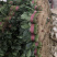 精品菠菜大量上市，价格持续回落