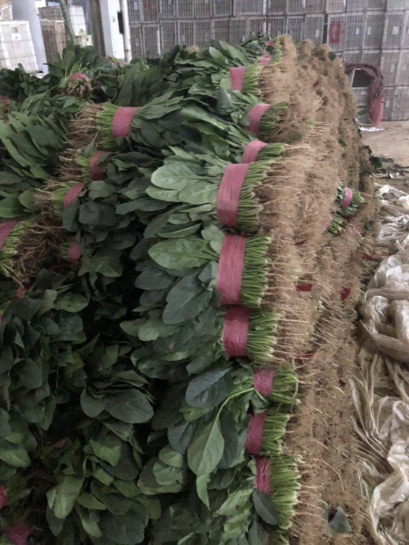 精品菠菜大量上市，价格持续回落