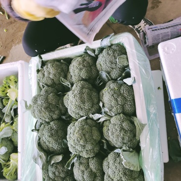 西蓝花云南精品保质保量量大优惠诚信合作