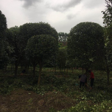 桂花树，各种品种桂花树，8公分到20公分，树形好做工好，