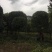 桂花树，各种品种桂花树，8公分到20公分，树形好做工好，