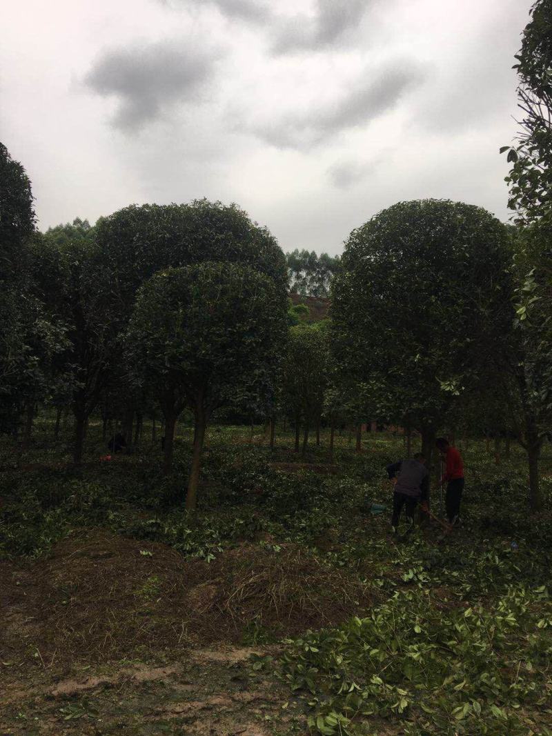 桂花树，各种品种桂花树，8公分到20公分，树形好做工好，