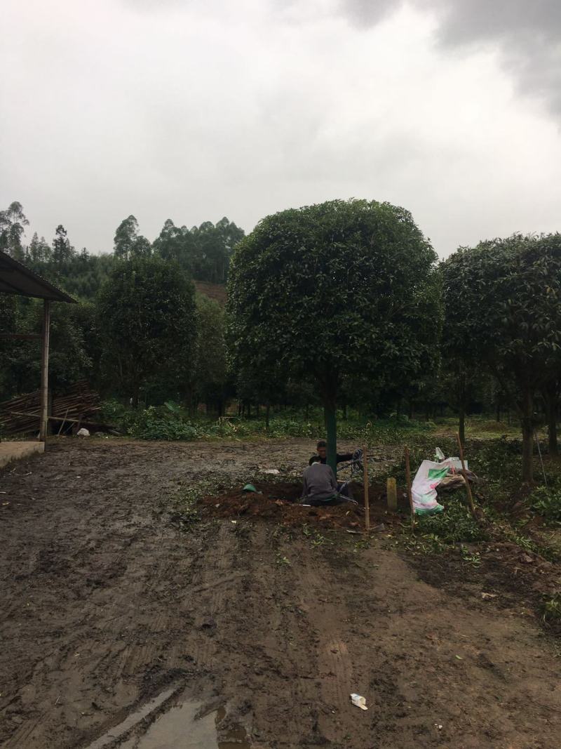 桂花树，各种品种桂花树，8公分到20公分，树形好做工好，