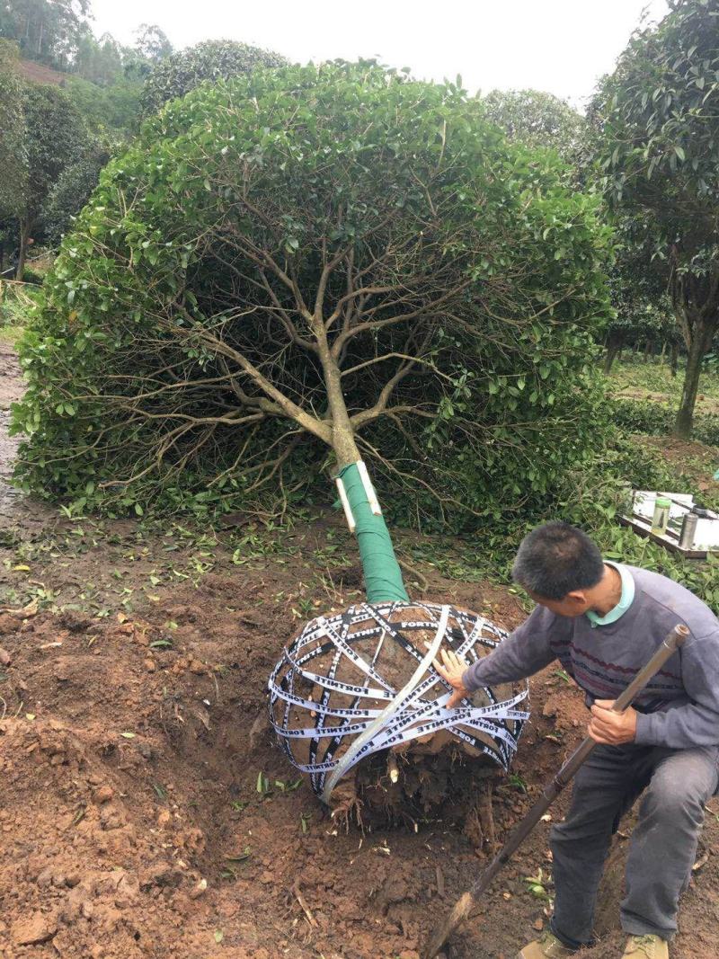 桂花树，各种品种桂花树，8公分到20公分，树形好做工好，