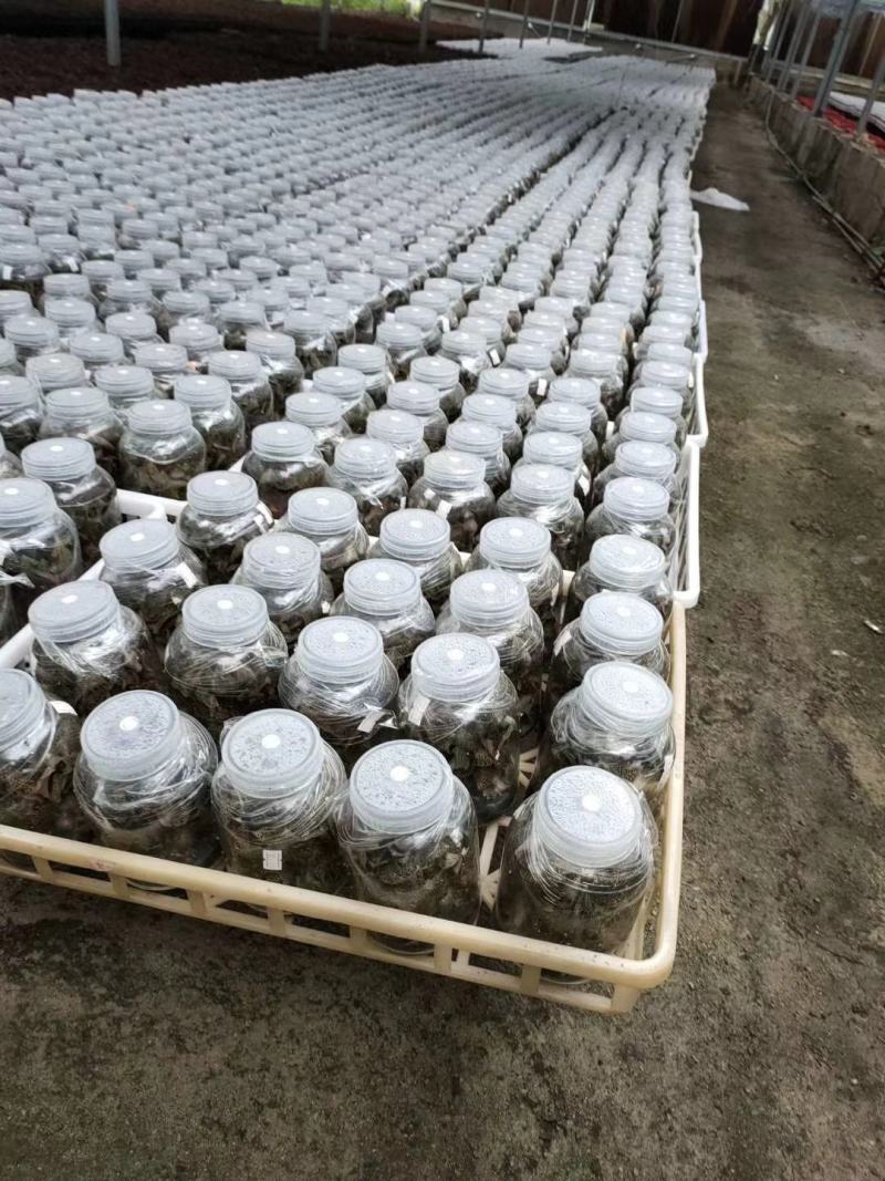 福建南靖金线莲种苗一棵就是一瓶，免费提供种植技术