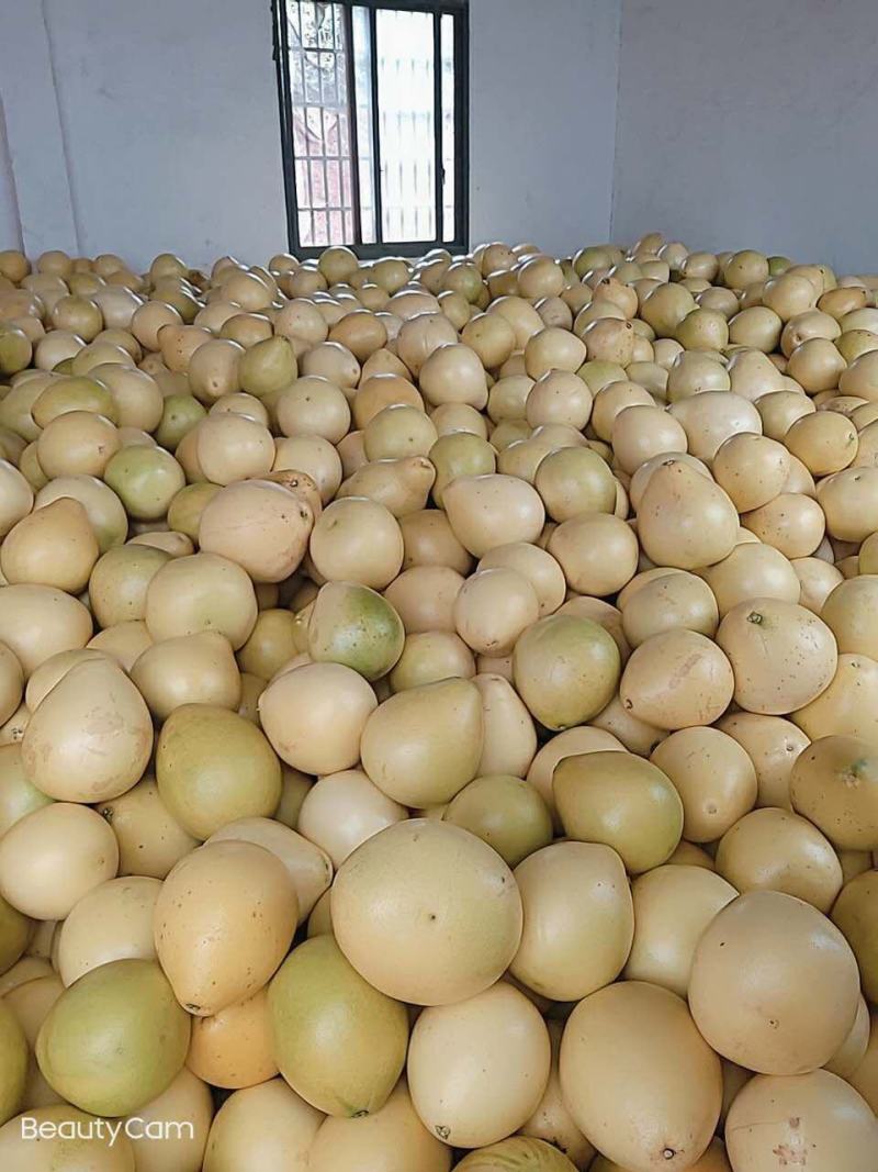 【畅销】蜜柚红心柚，白心柚大量上市基地直发，果大肉嫩