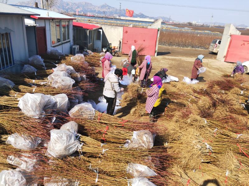 桃树苗品种，春雪桃苗，红梅桃苗，中油八号，映双红，油蟠桃