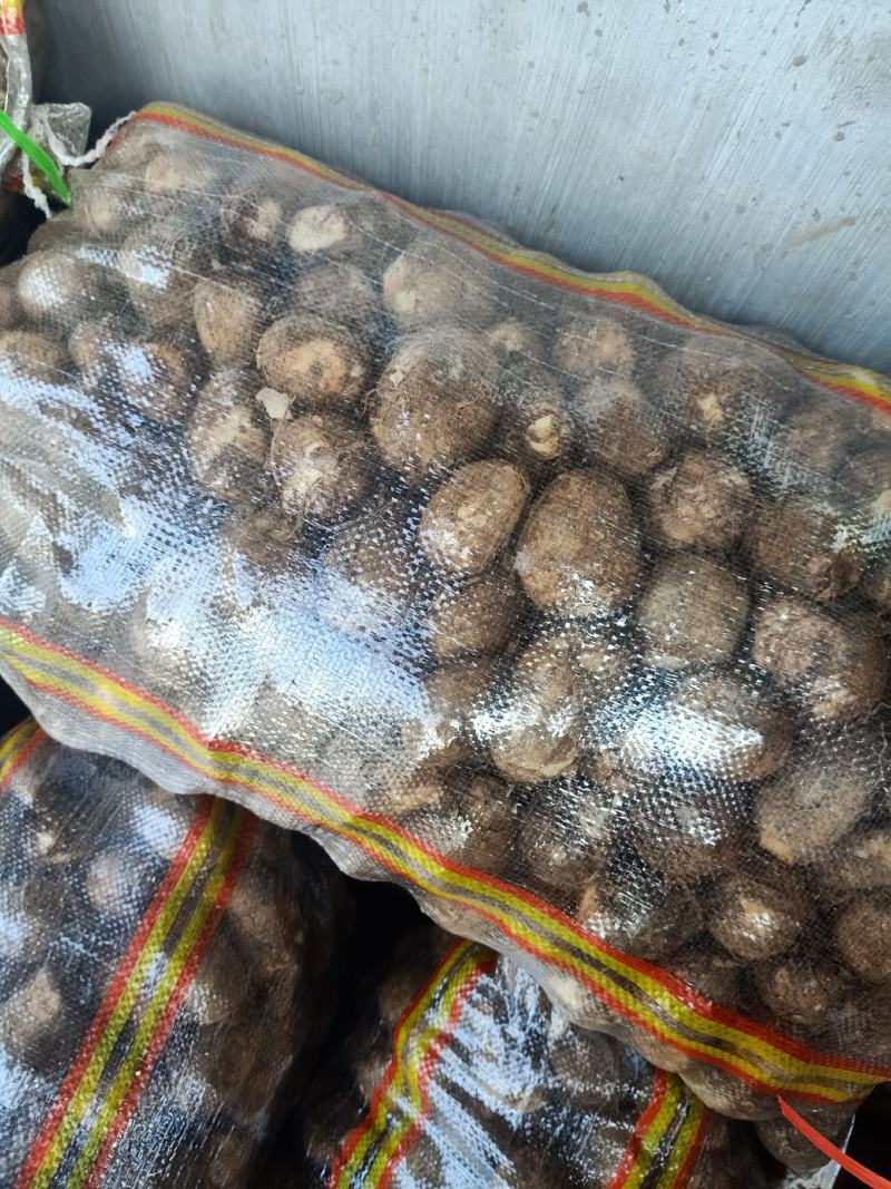 山东毛芋头产地供应商8520毛芋头供应基
