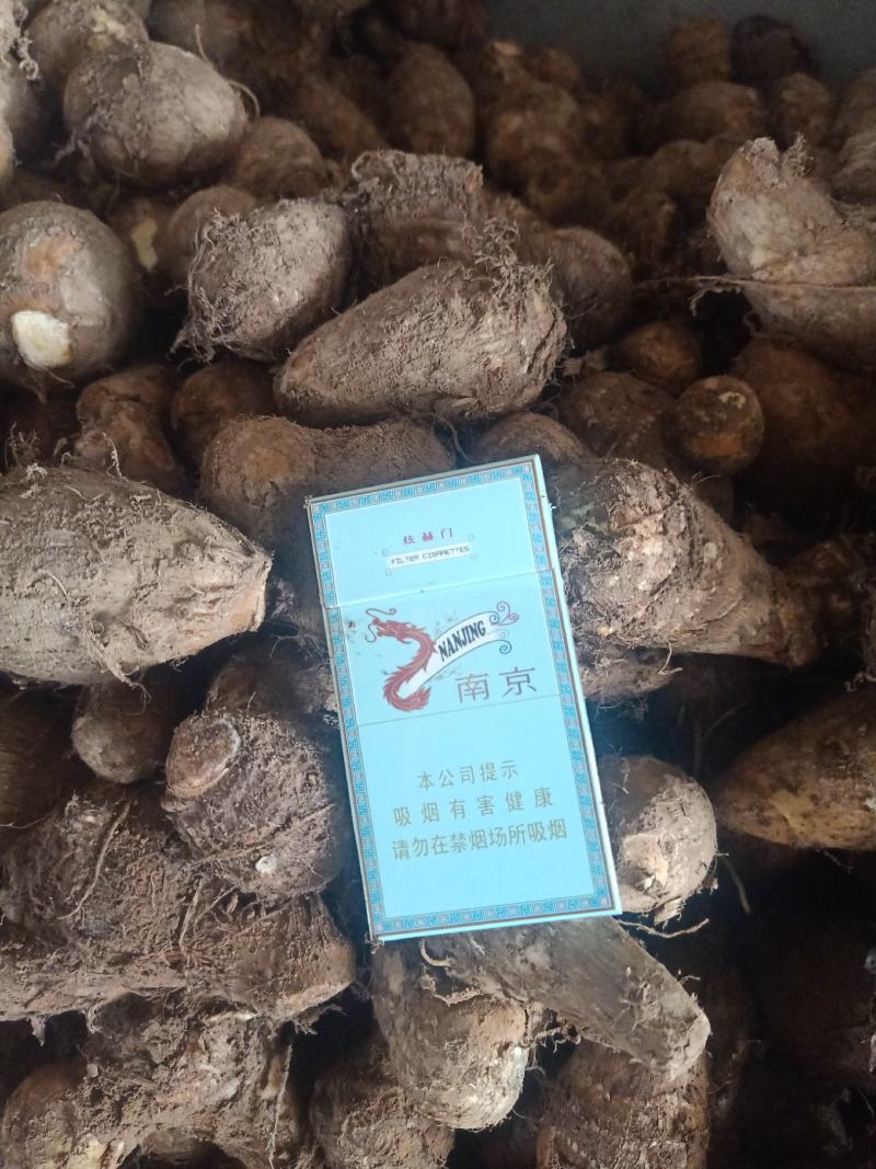 山东毛芋头产地供应商8520毛芋头供应基