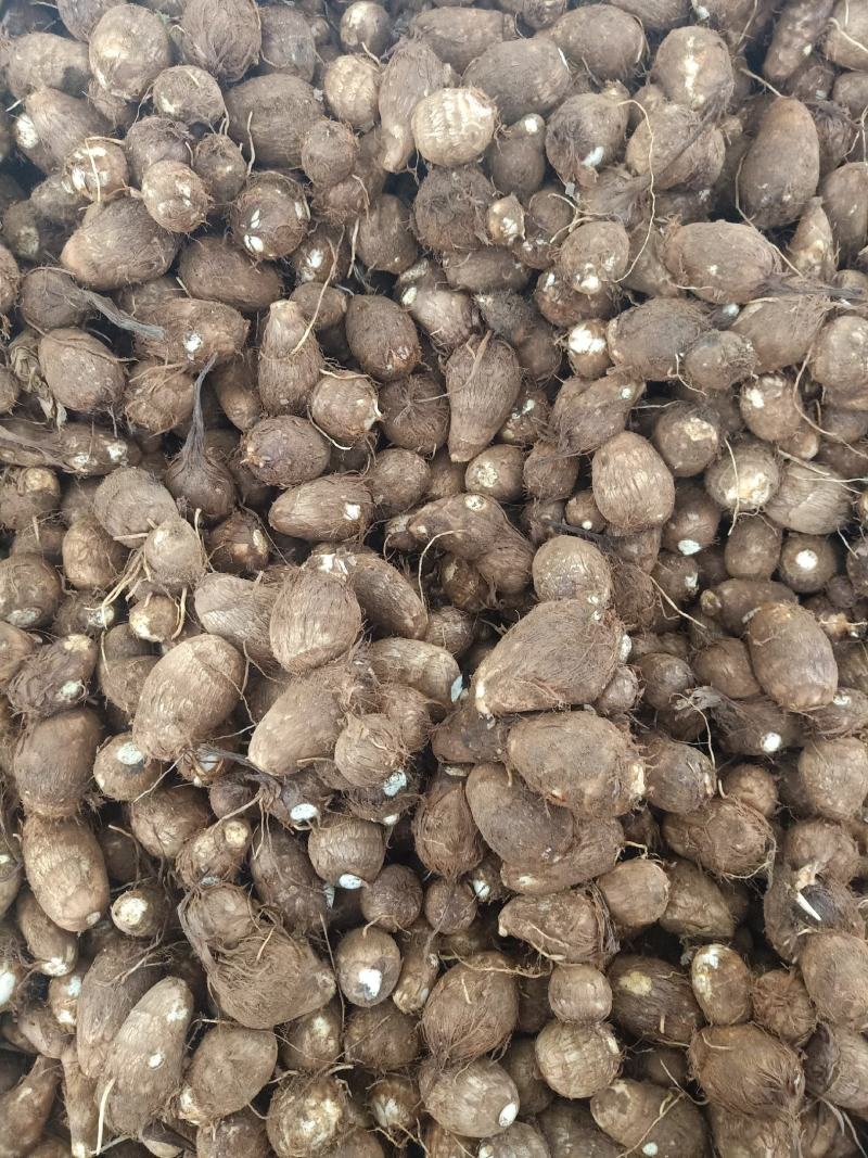 山东毛芋头产地供应商8520毛芋头供应基