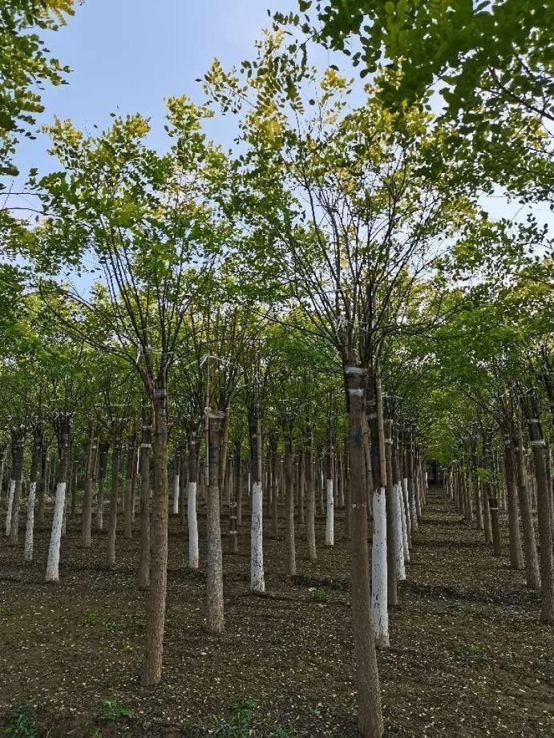 大量供应各种规格嫁接金枝槐，金叶槐，