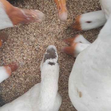 阜阳太和马集皖西大白鹅