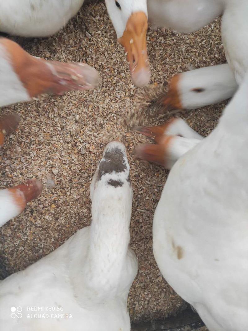 阜阳太和马集皖西大白鹅