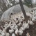 阜阳太和马集皖西大白鹅