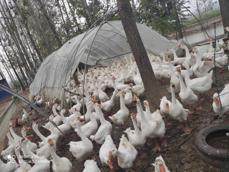 阜阳太和马集皖西大白鹅