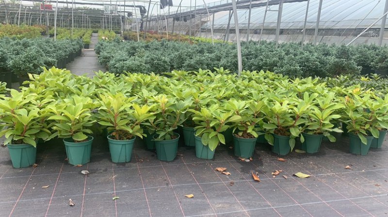 高山杜鹃家庭绿植进口高山杜鹃新品种杜鹃