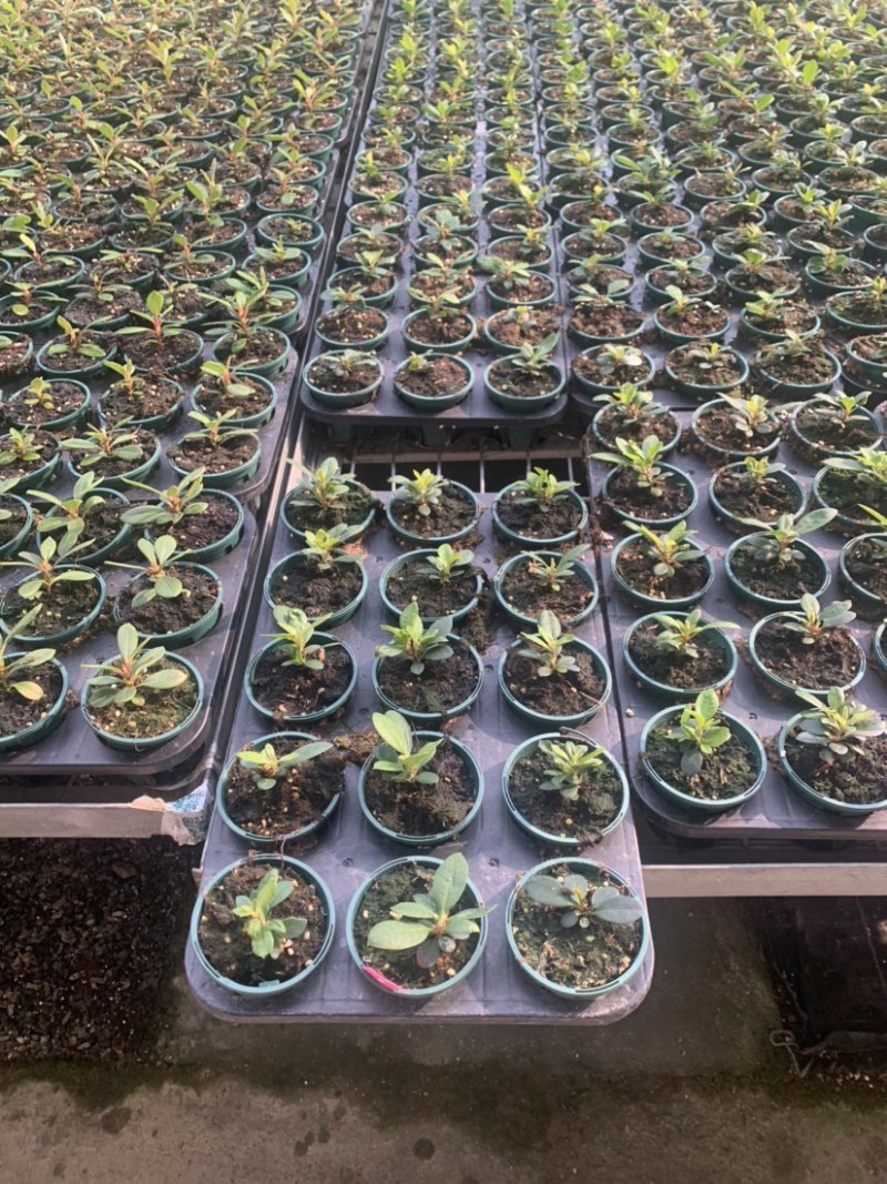 高山杜鹃家庭绿植进口高山杜鹃新品种杜鹃