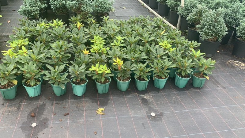 高山杜鹃家庭绿植进口高山杜鹃新品种杜鹃