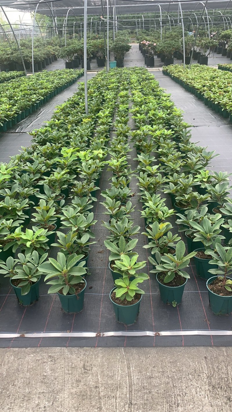 高山杜鹃家庭绿植进口高山杜鹃新品种杜鹃