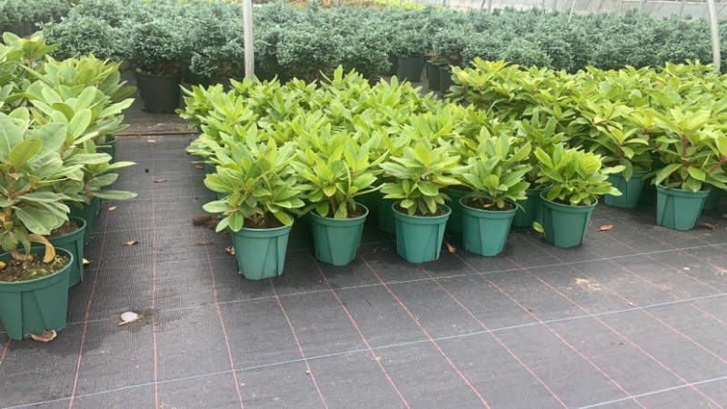 高山杜鹃家庭绿植进口高山杜鹃新品种杜鹃