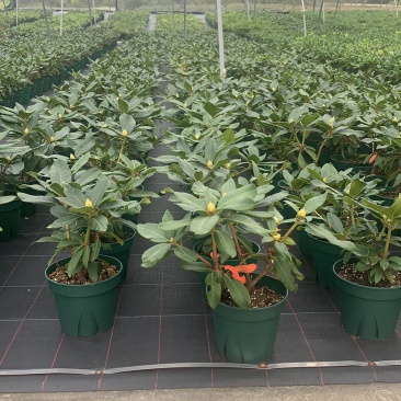 高山杜鹃家庭绿植进口高山杜鹃新品种杜鹃