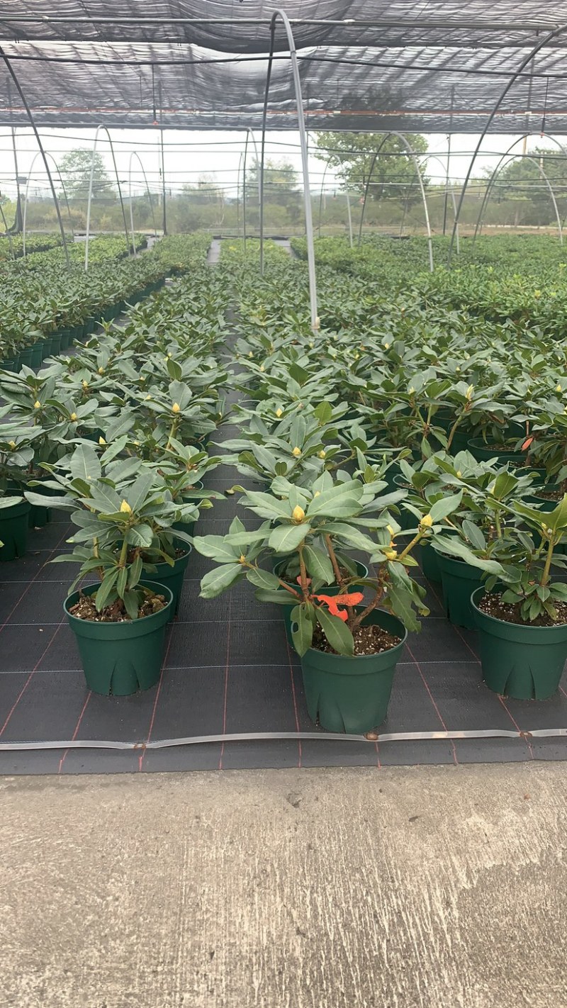 高山杜鹃家庭绿植进口高山杜鹃新品种杜鹃