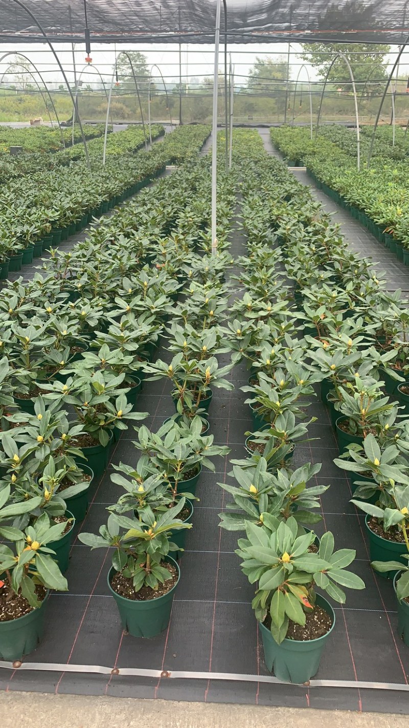 高山杜鹃家庭绿植进口高山杜鹃新品种杜鹃