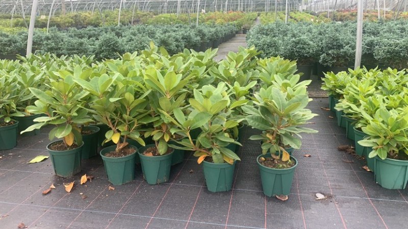 高山杜鹃家庭绿植进口高山杜鹃新品种杜鹃