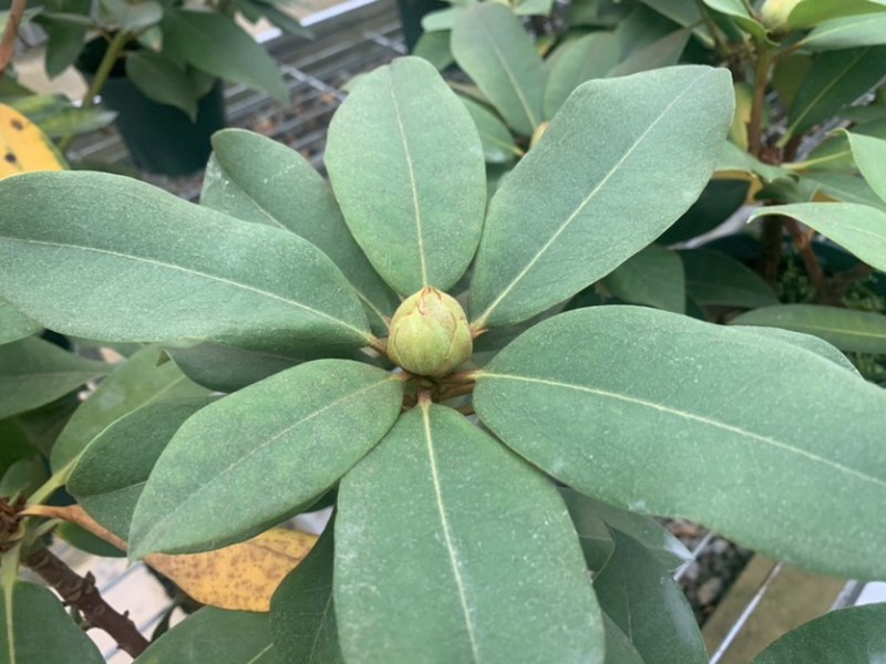 高山杜鹃，进口高山杜鹃，新品种杜鹃