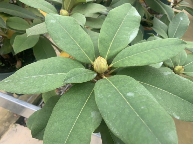 高山杜鹃，进口高山杜鹃，新品种杜鹃