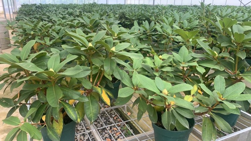 高山杜鹃，进口高山杜鹃，新品种杜鹃