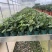 高山杜鹃，进口高山杜鹃，新品种杜鹃