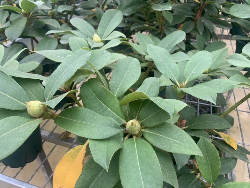 高山杜鹃，进口高山杜鹃，新品种杜鹃