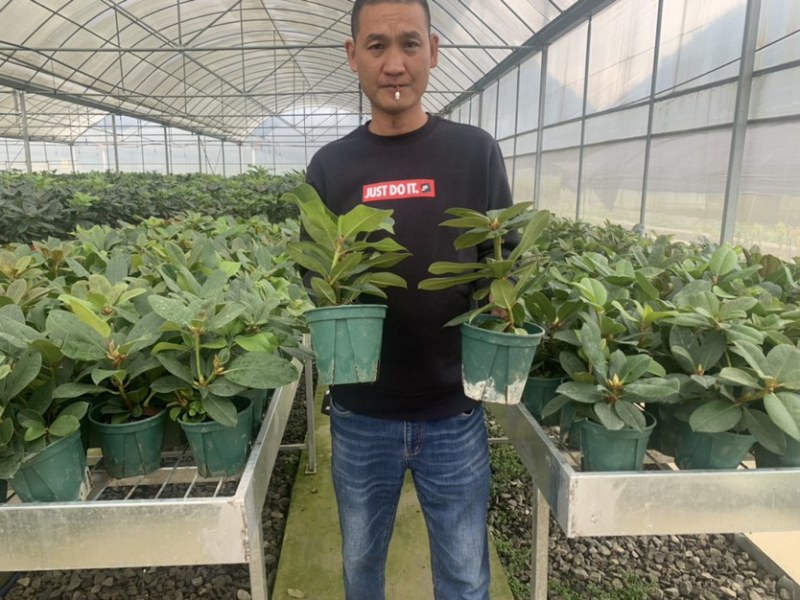 高山杜鹃，进口高山杜鹃，新品种杜鹃